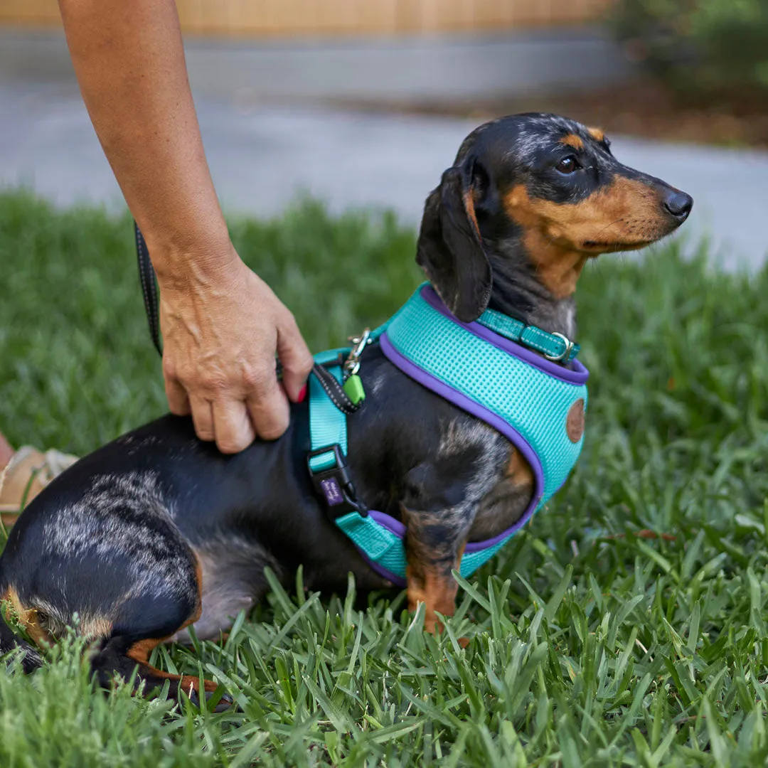 Active Dog Collar - Aqua & Purple