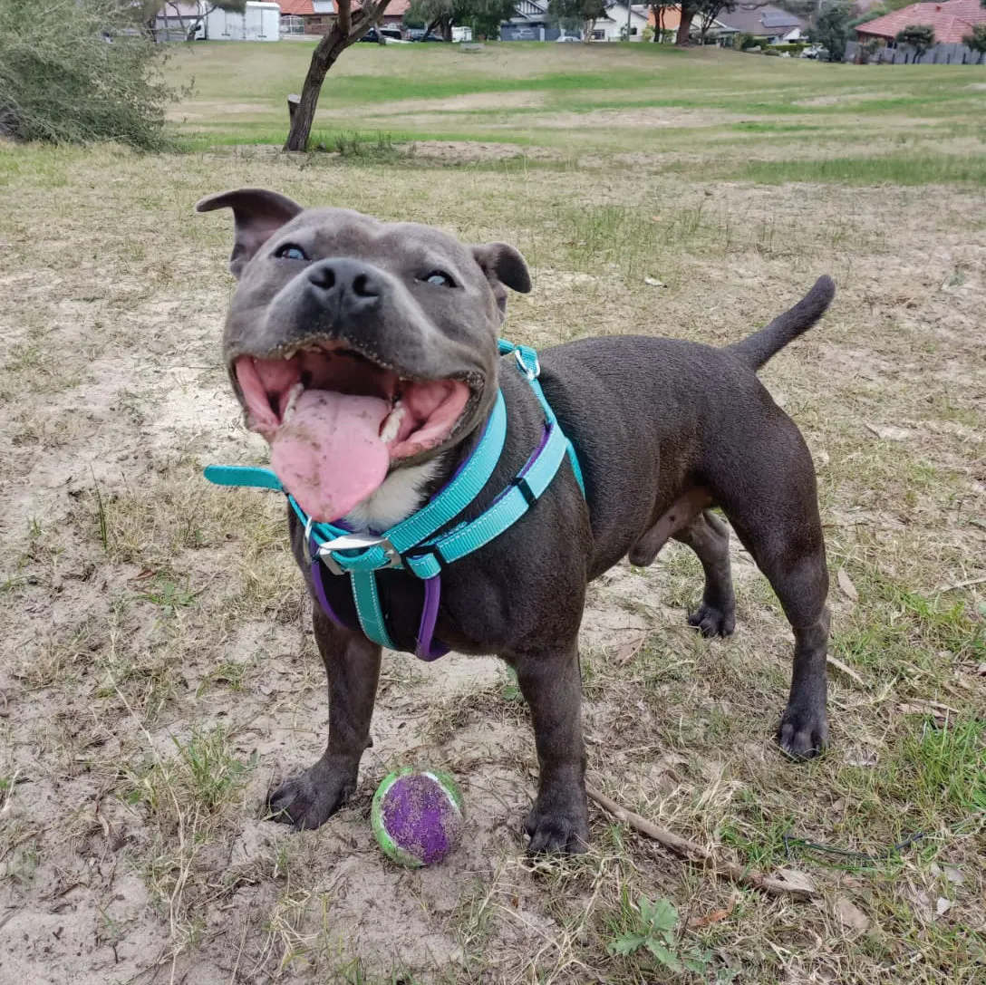 Active Dog Collar - Aqua & Purple