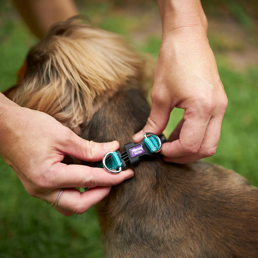 Active Easy-clip Dog Collar - Aqua & Purple