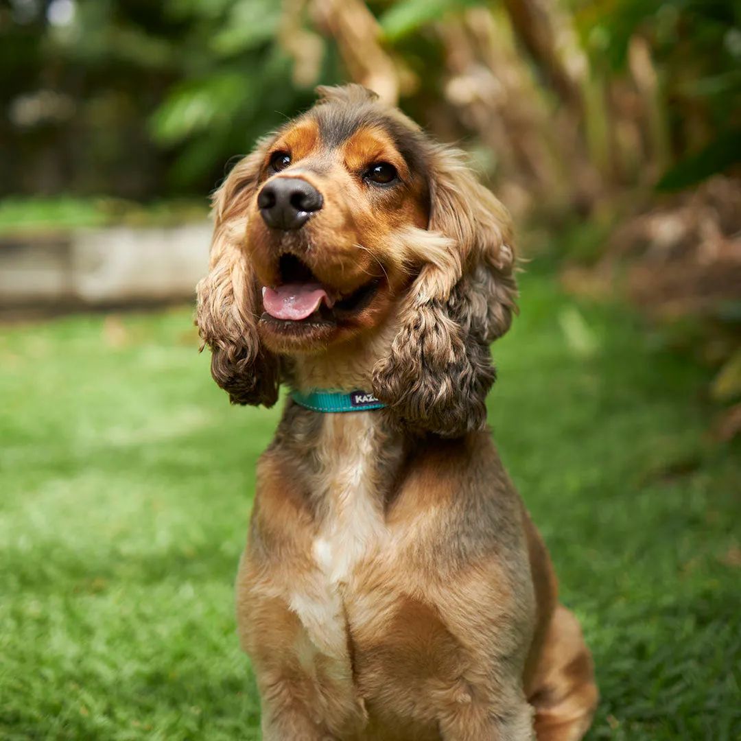 Active Easy-clip Dog Collar - Aqua & Purple