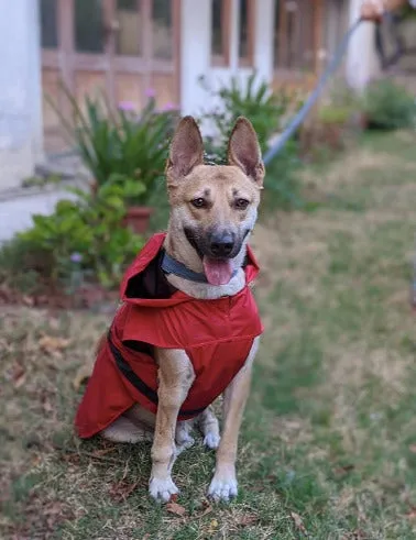 Mutt Of Course Raincoat For Dogs - (Red & Blue Color) Sizes Available