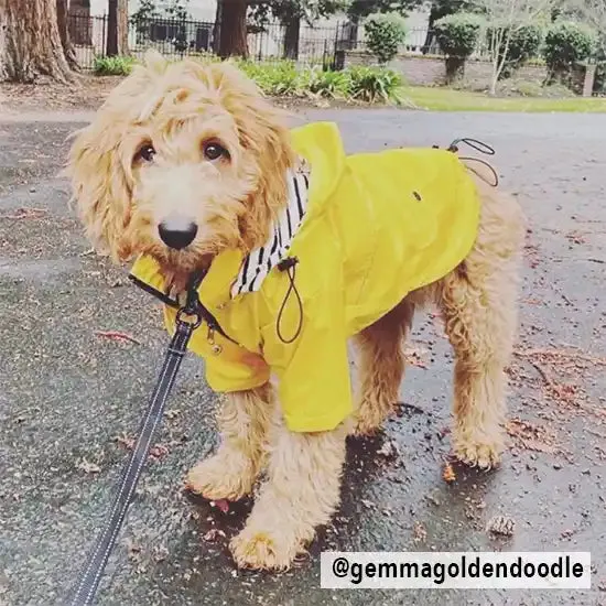 Yellow Dog Raincoat